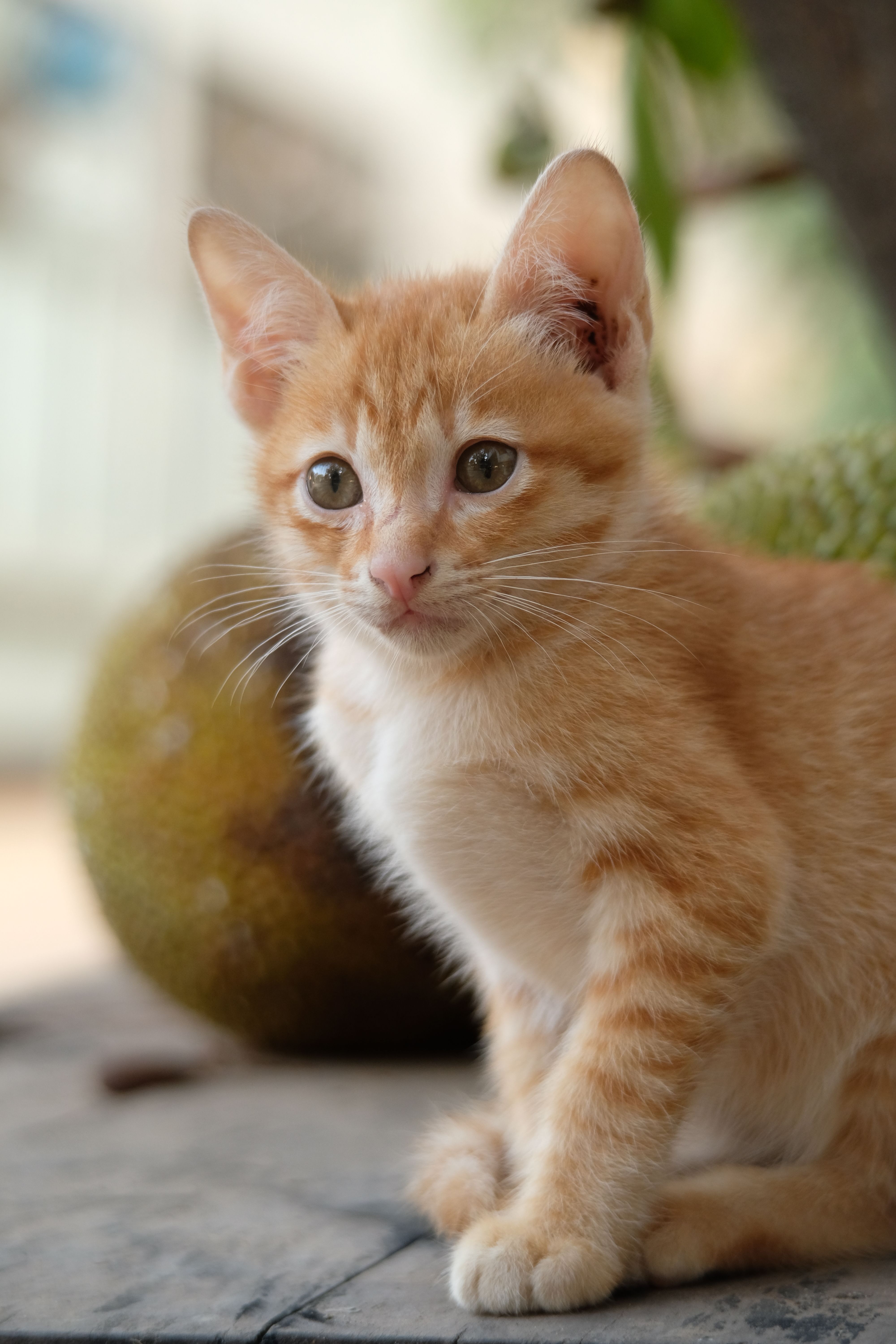Especialista em Pneumologia Veterinária