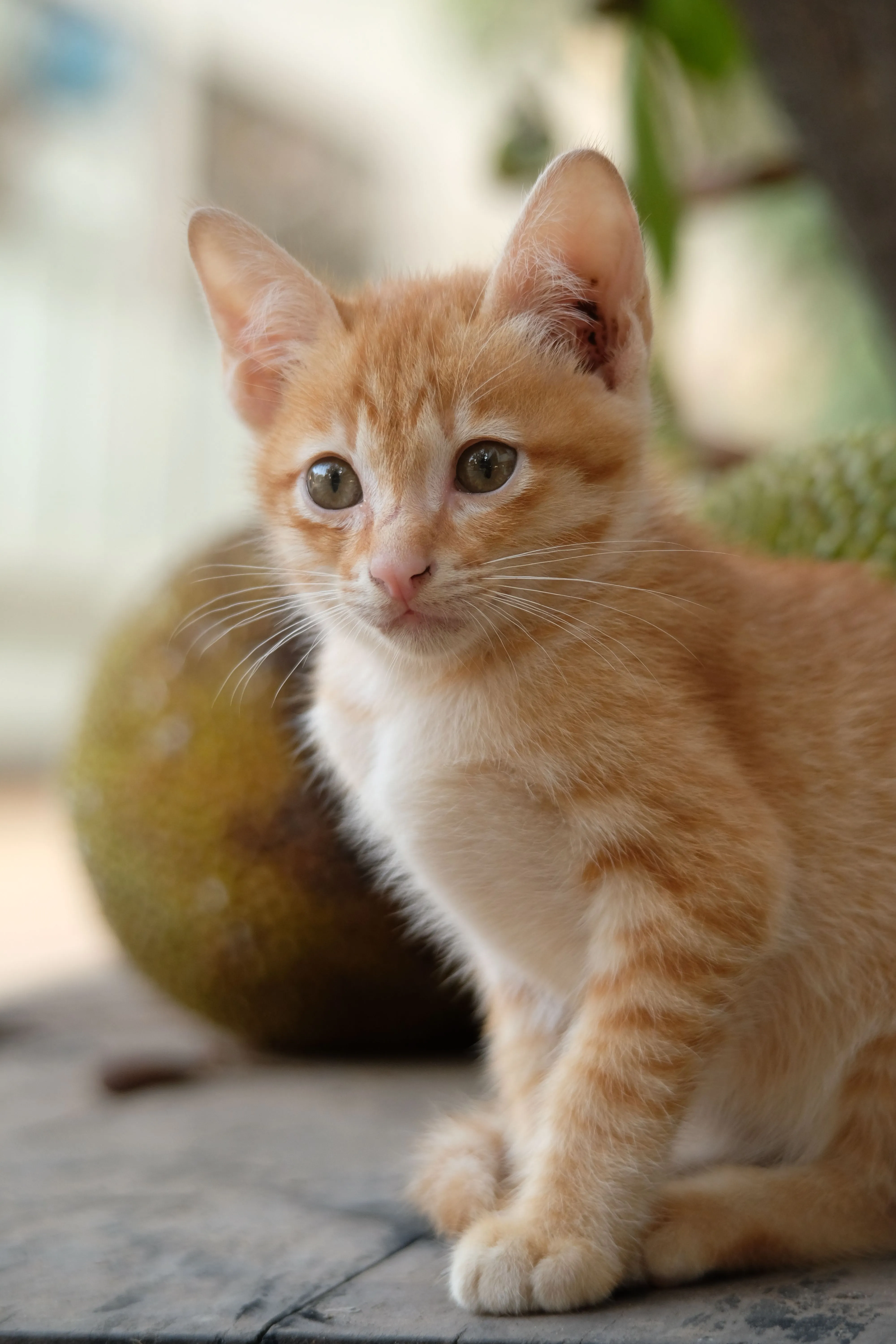 Especialista em Pneumologia Veterinária