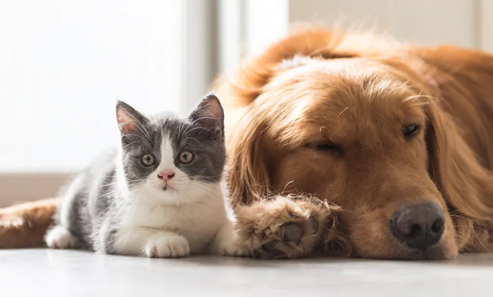 Newsletter Petiatria