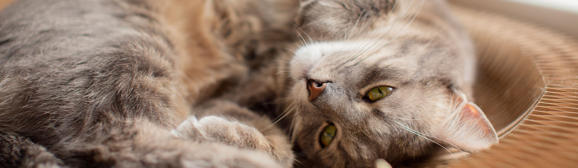 Como identificar problemas respiratórios em cães e gatos