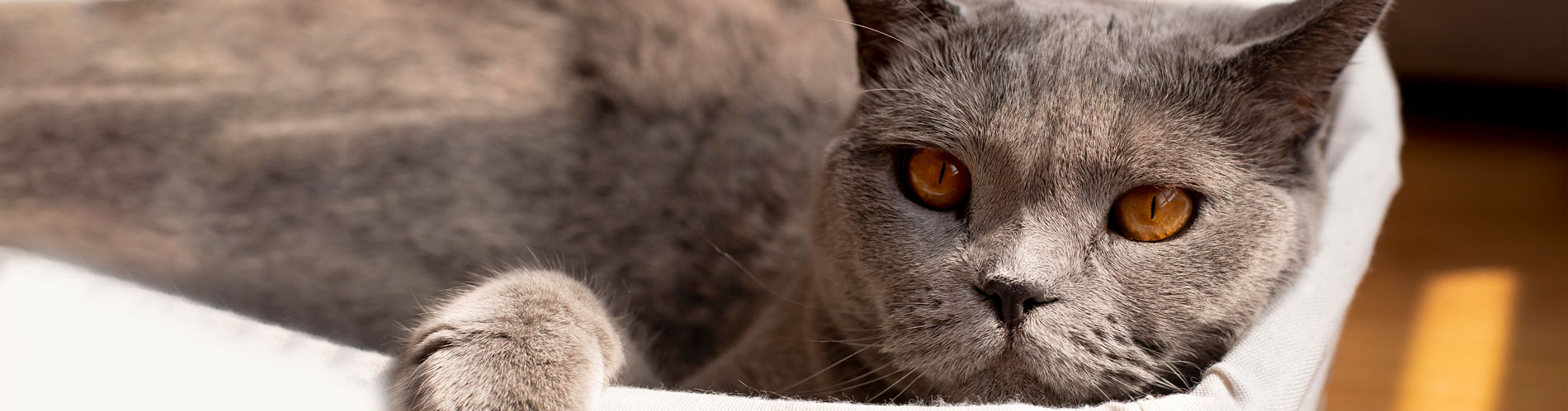 A importância da vacinação preventiva